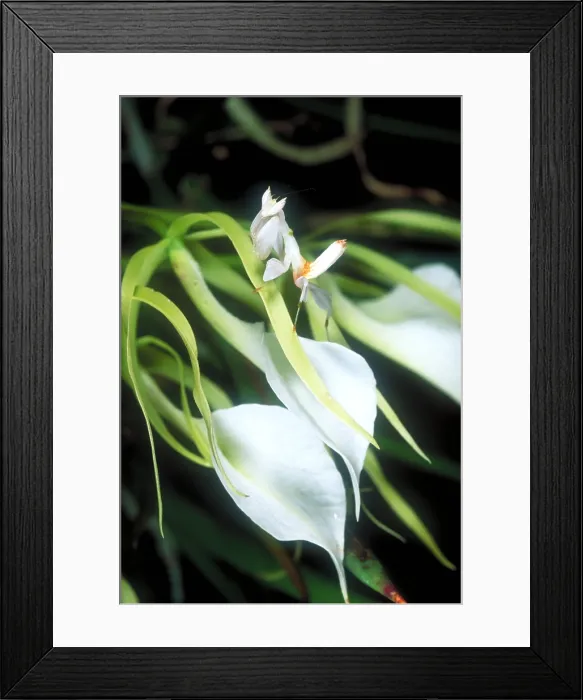 Framed Print : Orchid mantis Framed Print : Orchid mantis