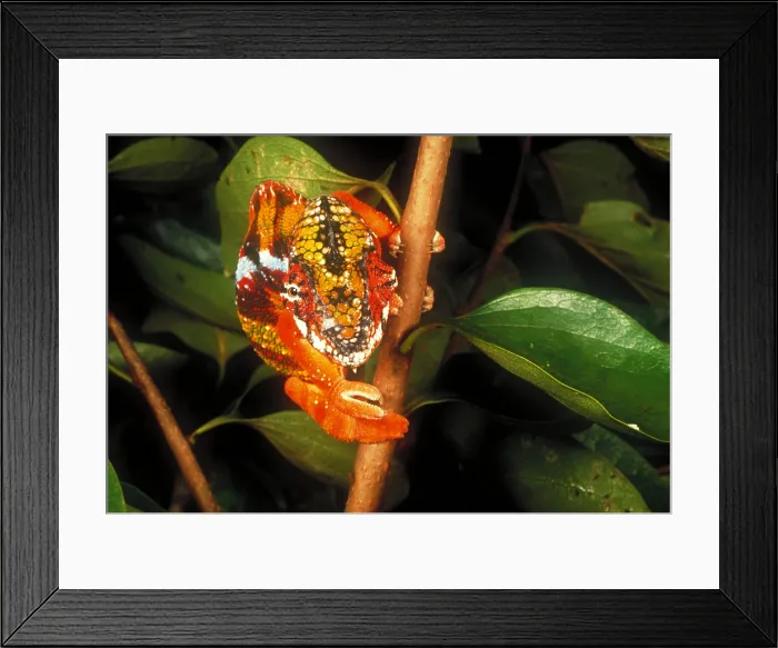 Framed Print : Chameleon (Chamaeleo pardalis) Framed Print : Chameleon (Chamaeleo pardalis)