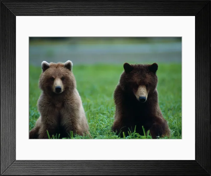Framed Print : Bears. Grizzly or Brown bears (Ursus arctos) Framed Print : Bears. Grizzly or Brown bears (Ursus arctos)