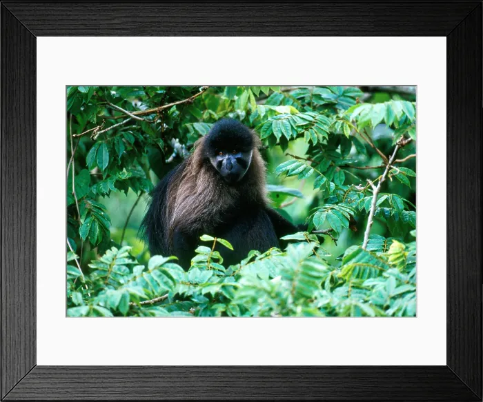 Framed Print : Gray-cheeked Mangabey Framed Print : Gray-cheeked Mangabey