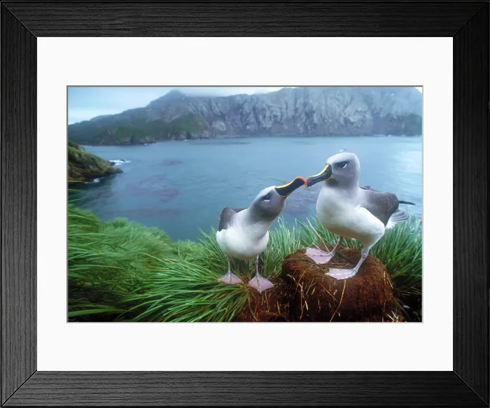 Framed Print : Pair of grey-headed albatross Framed Print : Pair of grey-headed albatross