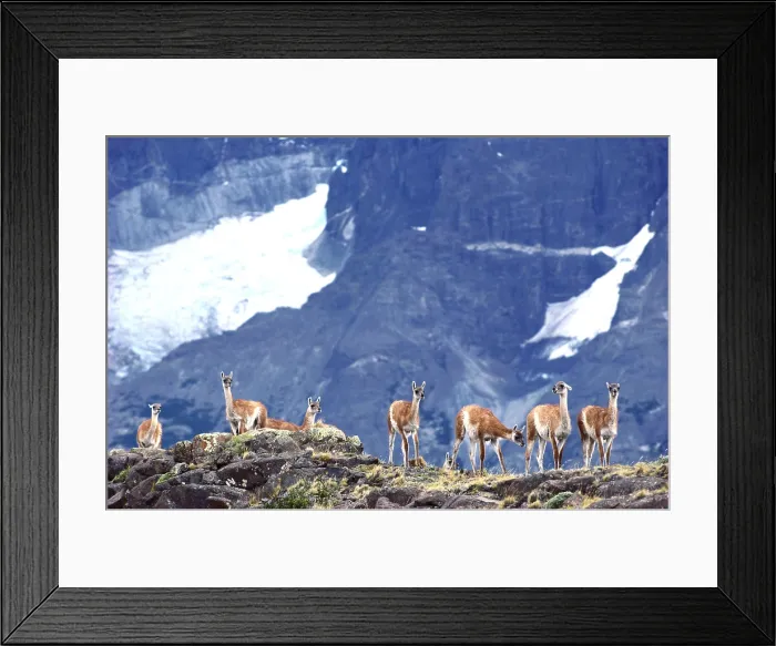Framed Print : Guanaco. Chile, Torres Del Paine National Park, Guanaco (Lama guanicoe) Framed Print : Guanaco. Chile, Torres Del Paine National Park, Guanaco (Lama guanicoe)