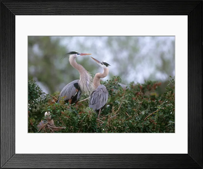 Framed Print : Great Blue Heron Framed Print : Great Blue Heron