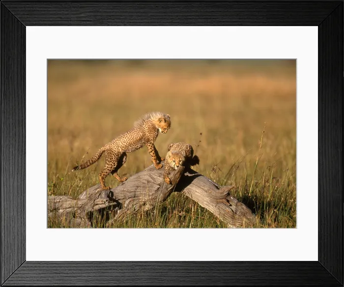 Framed Print : Five-month-old Cheetah cubs