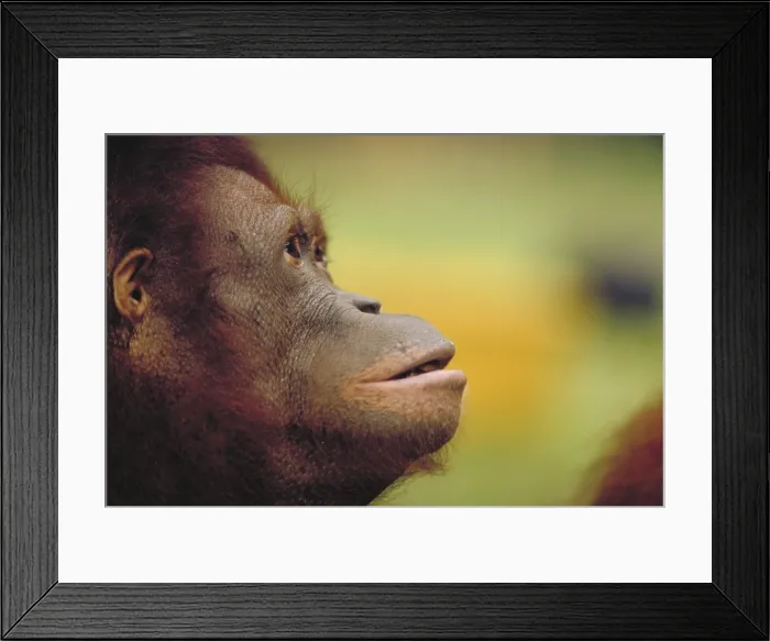 Framed Print : Bornean orangutan Framed Print : Bornean orangutan