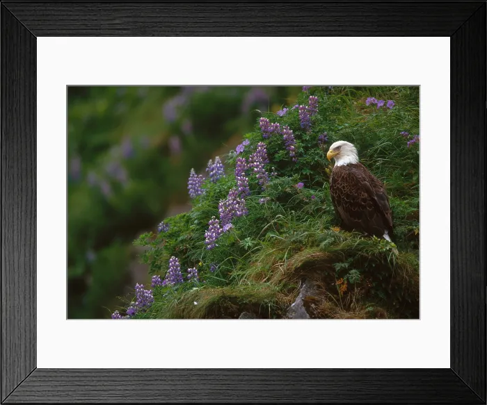 Framed Print : Bald Eagle