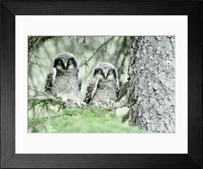 Framed Print : Northern Hawk Owlets Framed Print : Northern Hawk Owlets