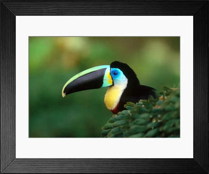 Framed Print : Citron-throated Toucan