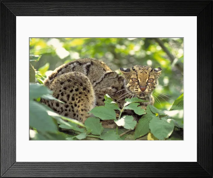 Framed Print : Marbled cat Framed Print : Marbled cat