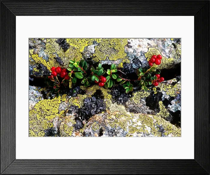 Framed Print : Plant growing through rocks