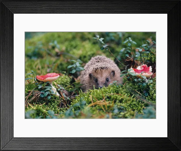 Framed Print : Hedgehog, Russia