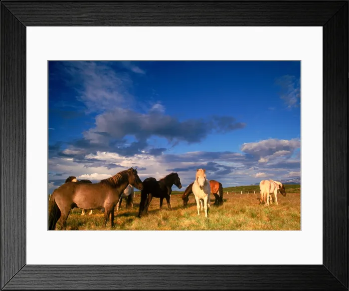 Framed Print : Horses grazing in Iceland Framed Print : Horses grazing in Iceland