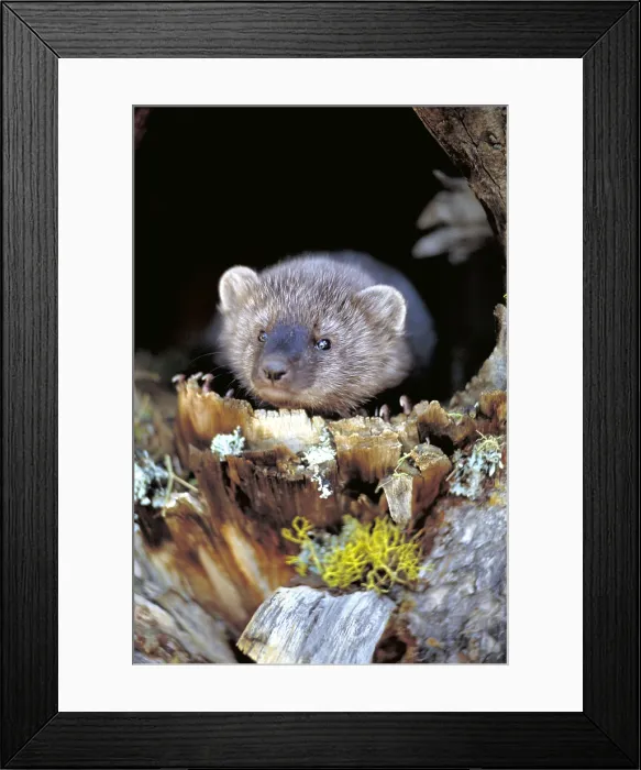 Framed Print : Fisher kit. Montana Framed Print : Fisher kit. Montana