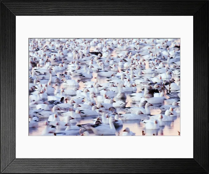 Framed Print : Snow Geese Framed Print : Snow Geese
