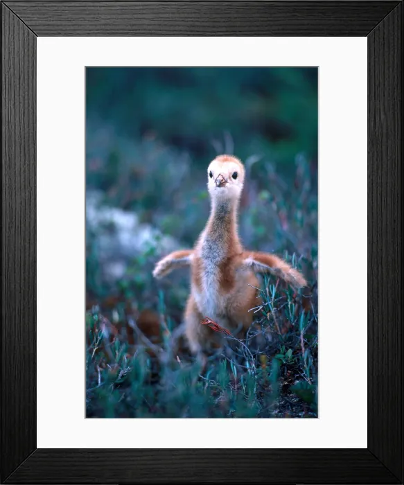 Framed Print : Sandhill Crane chick (Grus canadensis) Framed Print : Sandhill Crane chick (Grus canadensis)