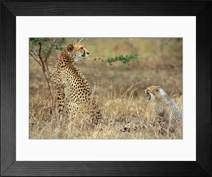 Framed Print : Cheetah, (Acinonyx jubatus), Phinda Preserve (Reserve), South Aftrica