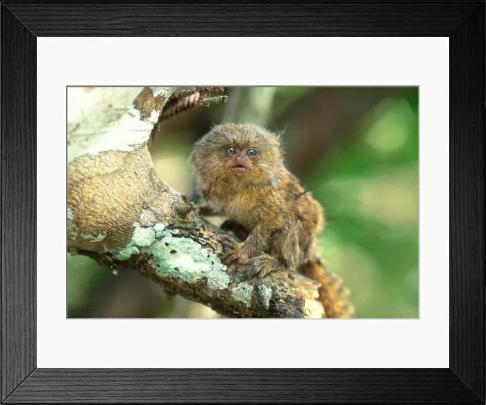 Framed Print : Pygmy Marmoset