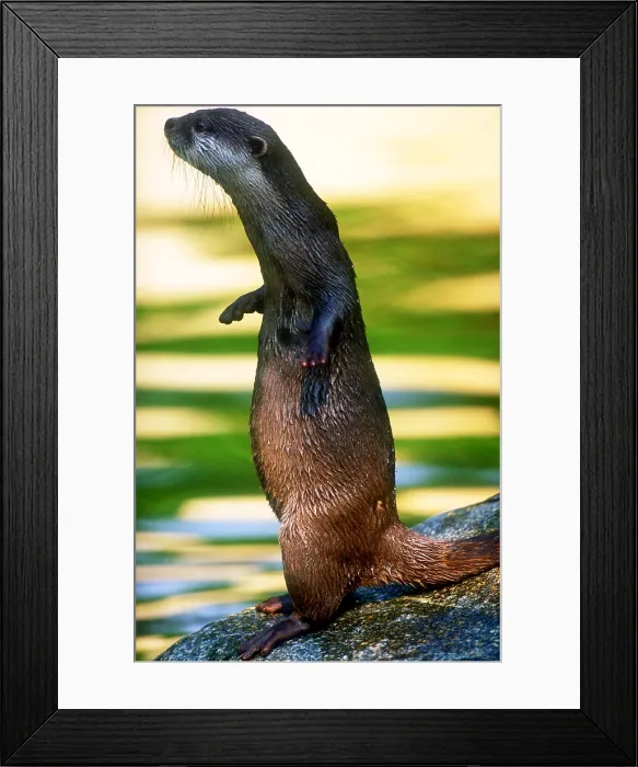 Framed Print : Oriental small-clawed otter Framed Print : Oriental small-clawed otter
