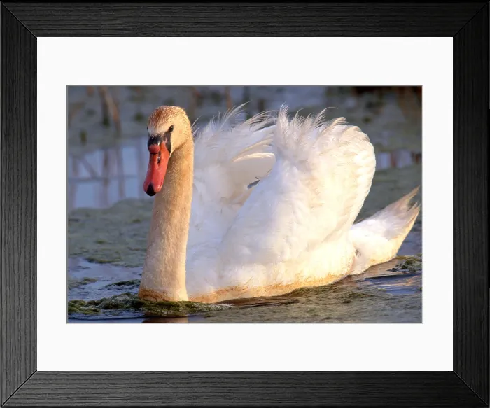 Framed Print : Mute Swan (Cygnus olor) Framed Print : Mute Swan (Cygnus olor)