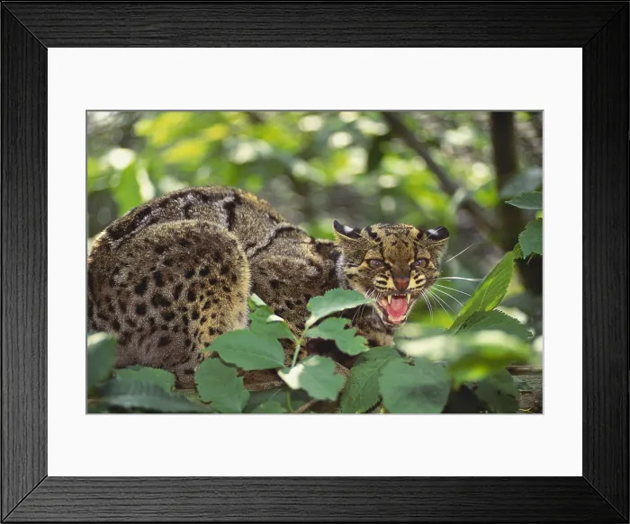 Framed Print : Clouded Leopard Framed Print : Clouded Leopard