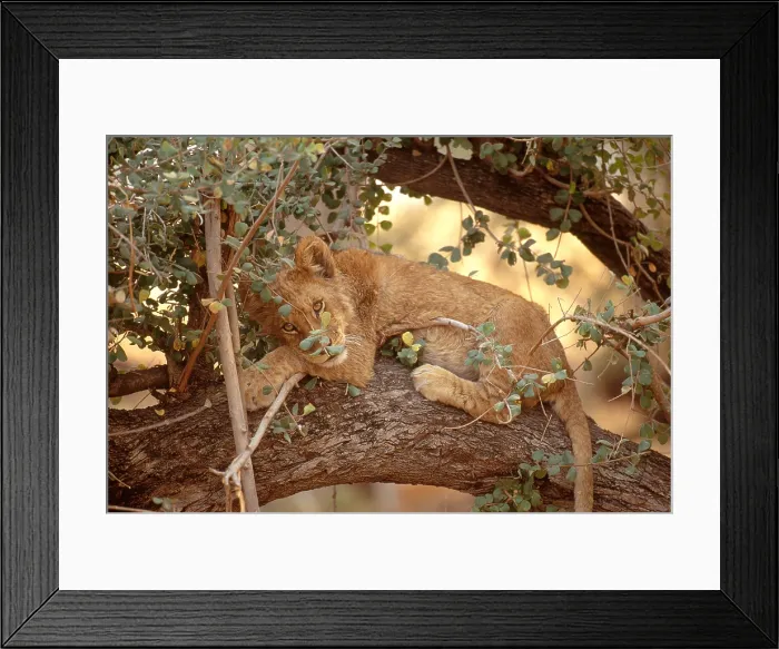 Framed Print : Lion resting in tree Framed Print : Lion resting in tree