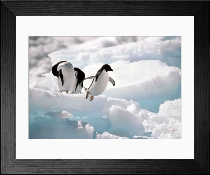 Framed Print : Adelie Penguins Framed Print : Adelie Penguins