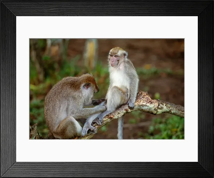 Framed Print : Long-tailed Macaques grooming Framed Print : Long-tailed Macaques grooming