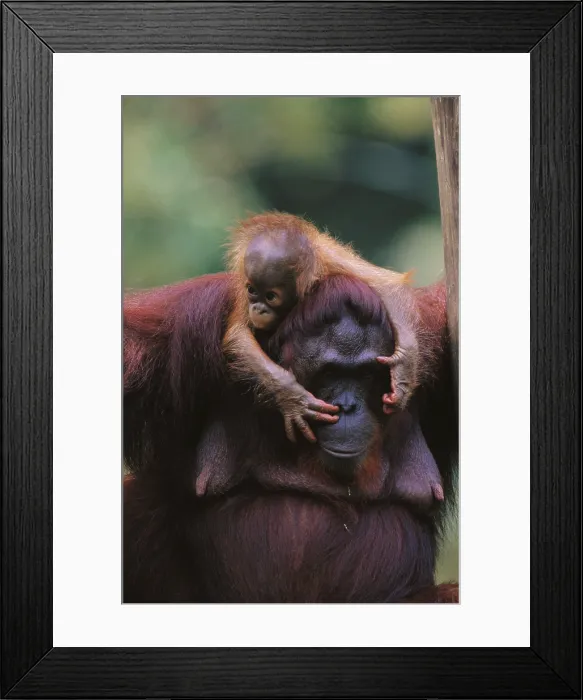 Framed Print : Bornean Orangutan