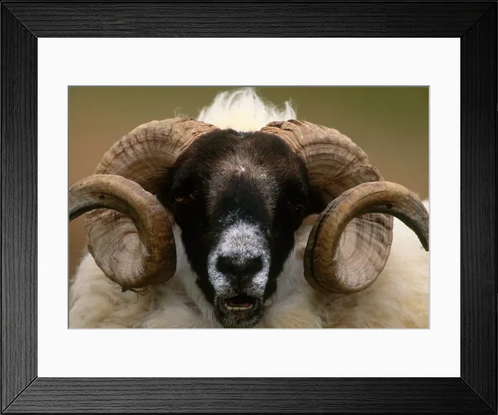 Framed Print : Sheep; Isle of Skye, Scotland Framed Print : Sheep; Isle of Skye, Scotland