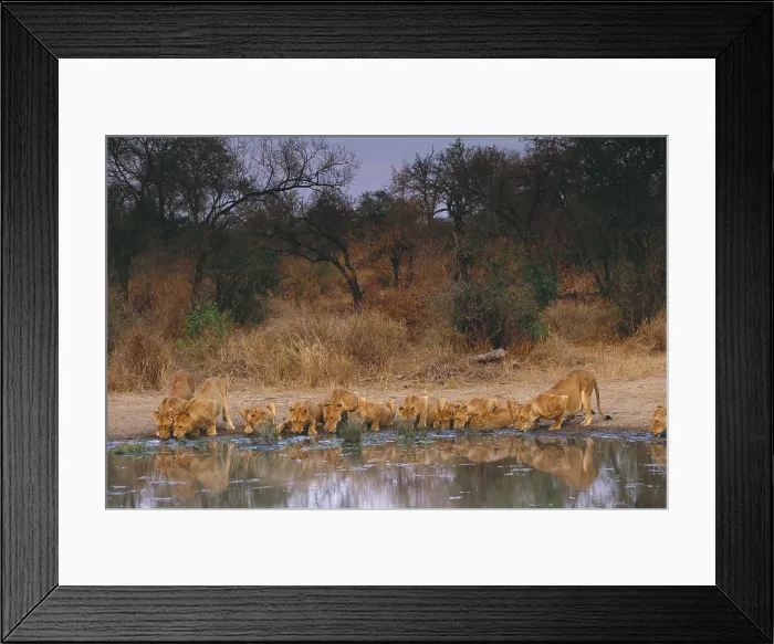 Framed Print : Lions drinking Framed Print : Lions drinking