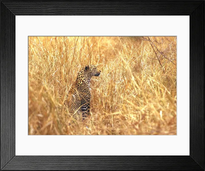 Framed Print : Leopard. South Africa, Kalahari Desert, Leopard (Panthera pardus)