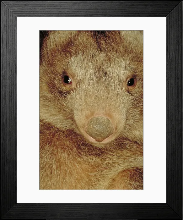 Framed Print : Coarse haired wombat, Australia