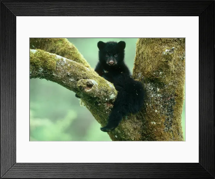 Framed Print : American Black Bear Framed Print : American Black Bear