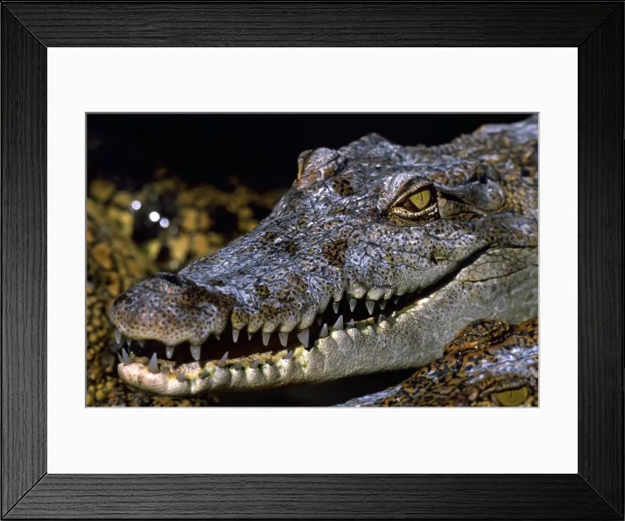 Framed Print : Crocodile baring teeth Framed Print : Crocodile baring teeth