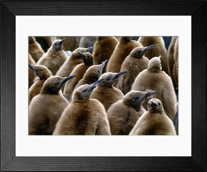 Framed Print : King Penguin Chicks Framed Print : King Penguin Chicks