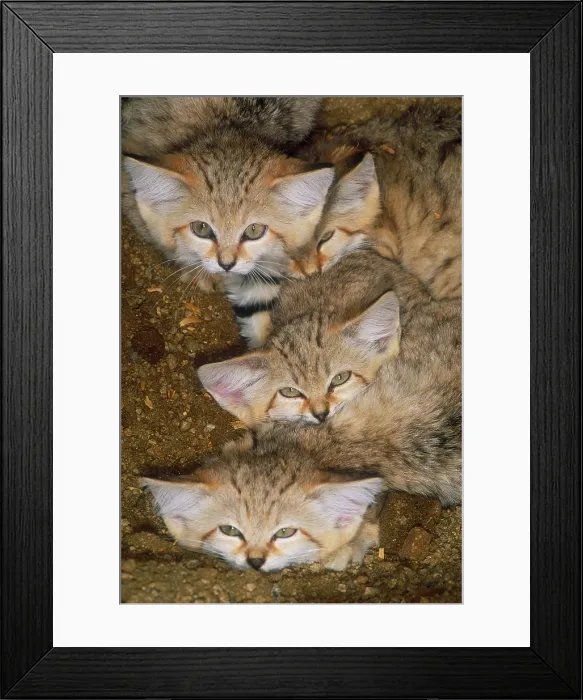 Framed Print : Sand cats (Felis margarita), Indigenous from the Sahara to Pakistan Framed Print : Sand cats (Felis margarita), Indigenous from the Sahara to Pakistan
