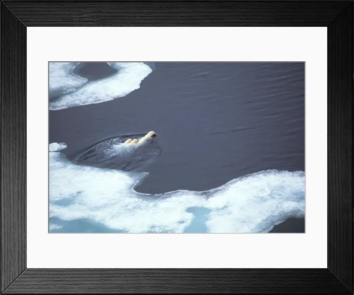 Framed Print : Polar Bears Framed Print : Polar Bears