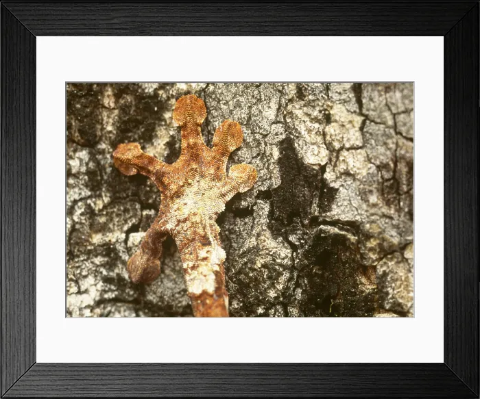 Framed Print : Leaf-tailed Gecko foot Framed Print : Leaf-tailed Gecko foot
