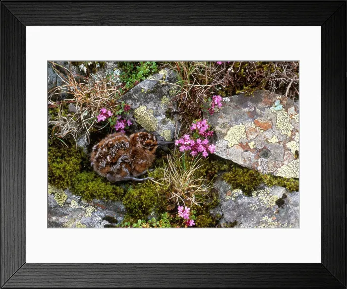 Framed Print : Eurasian Golden Plover Chick Framed Print : Eurasian Golden Plover Chick