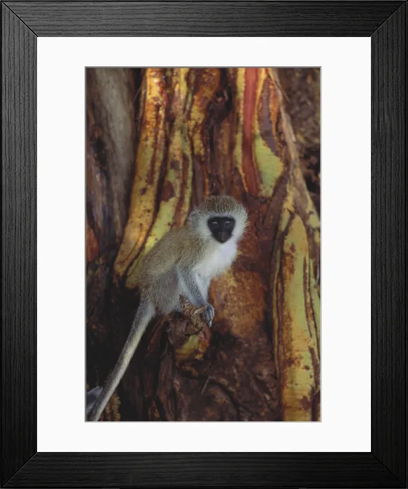 Framed Print : Vervet Monkey