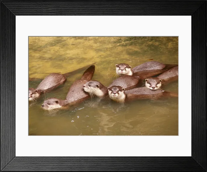 Framed Print : Oriental Small-clawed Otters Framed Print : Oriental Small-clawed Otters
