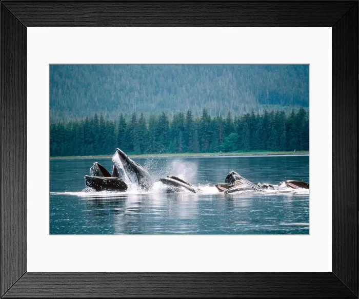 Framed Print : Humpback Whales Feeding Framed Print : Humpback Whales Feeding