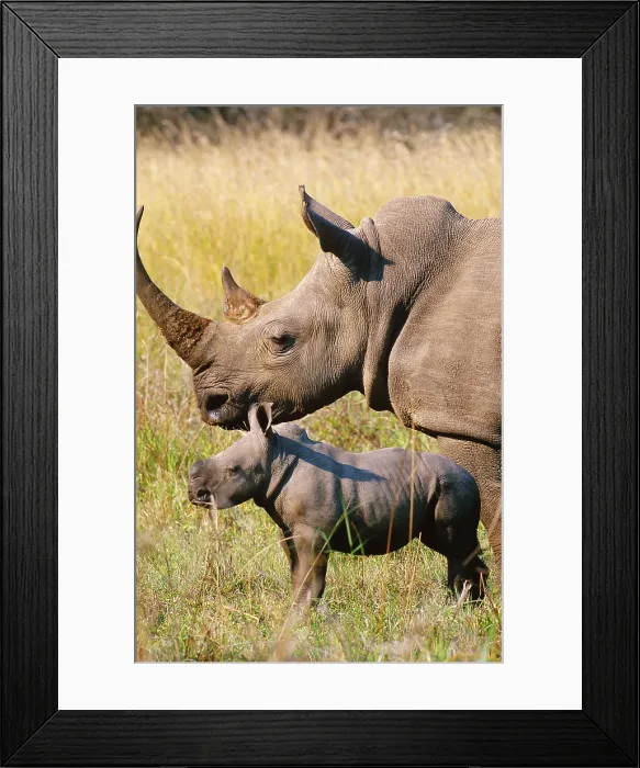 Framed Print : White Rhino mother and young Framed Print : White Rhino mother and young