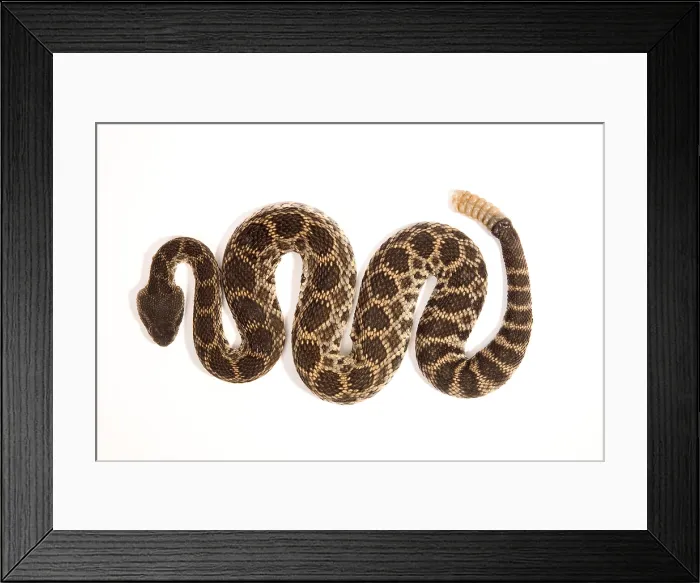 Framed Print : Southern Pacific Rattlesnake