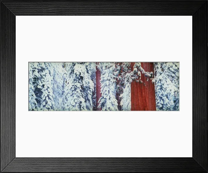 Framed Print : Giant sequoias Framed Print : Giant sequoias