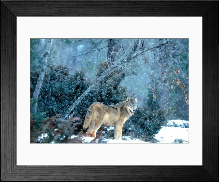 Framed Print : Gray Wolf at kill Framed Print : Gray Wolf at kill
