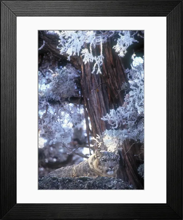 Framed Print : Snow leopard
