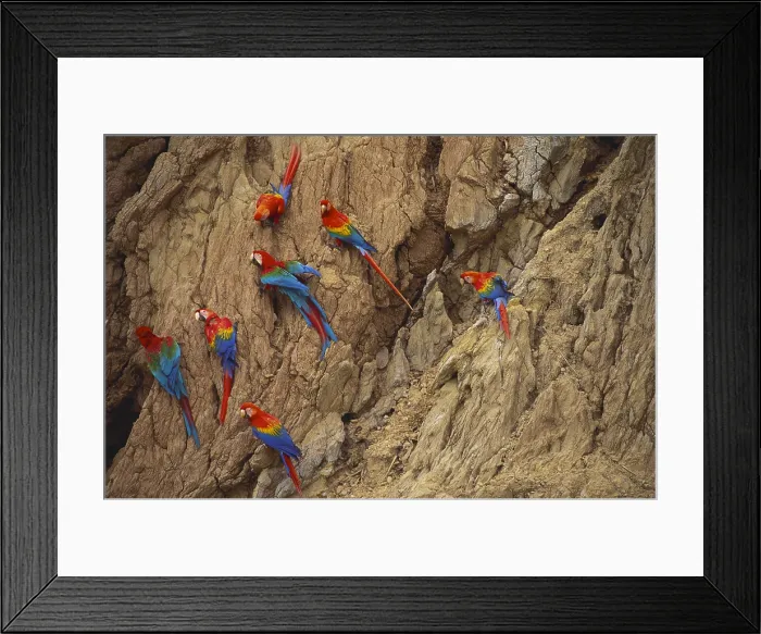 Framed Print : Scarlet and Green-Winged Macaws