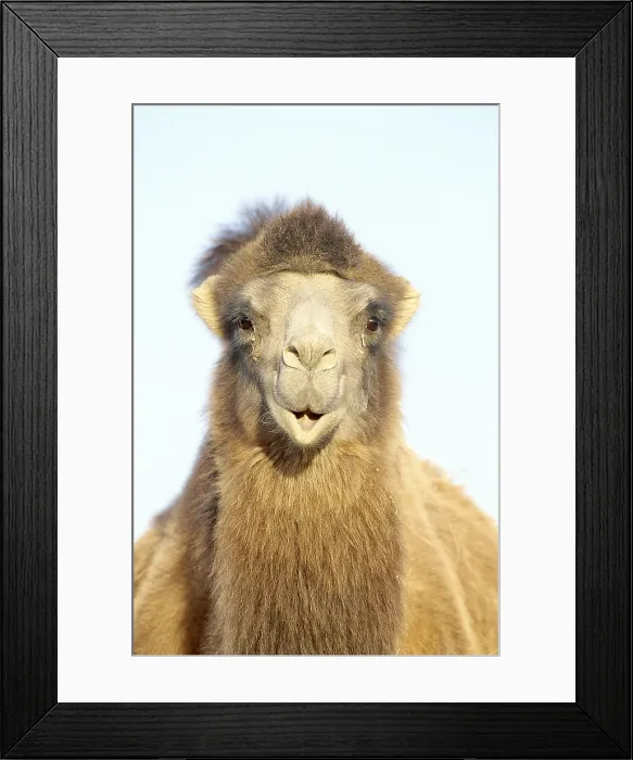 Framed Print : Bactrian Camel (Camelus bactrianus) Framed Print : Bactrian Camel (Camelus bactrianus)