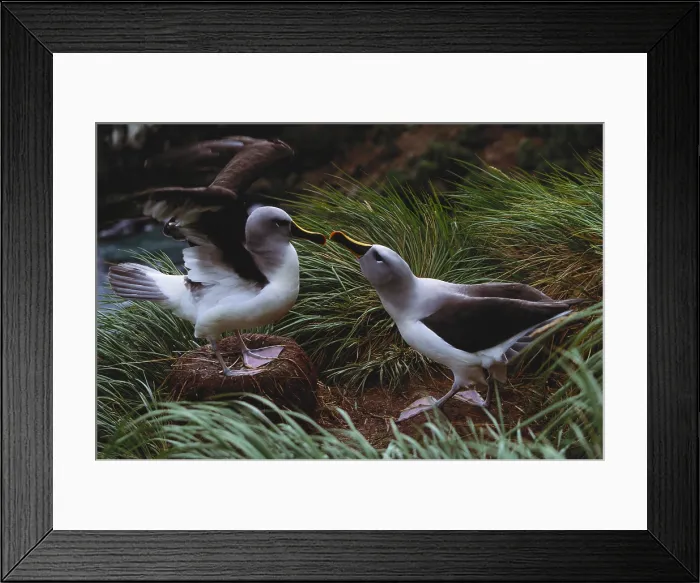 Framed Print : Grey headed albatrosses Framed Print : Grey headed albatrosses